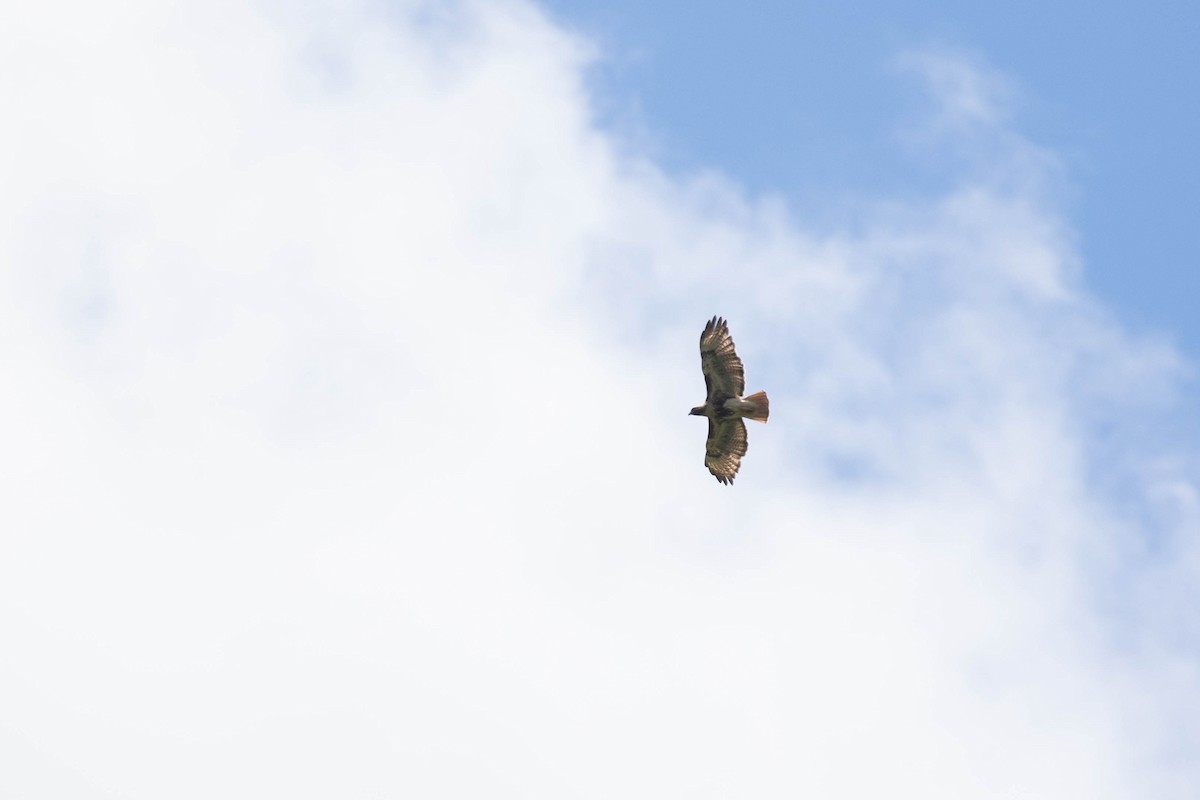 Red-tailed Hawk (jamaicensis) - ML432968081