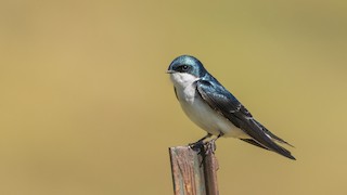 Tree Swallow