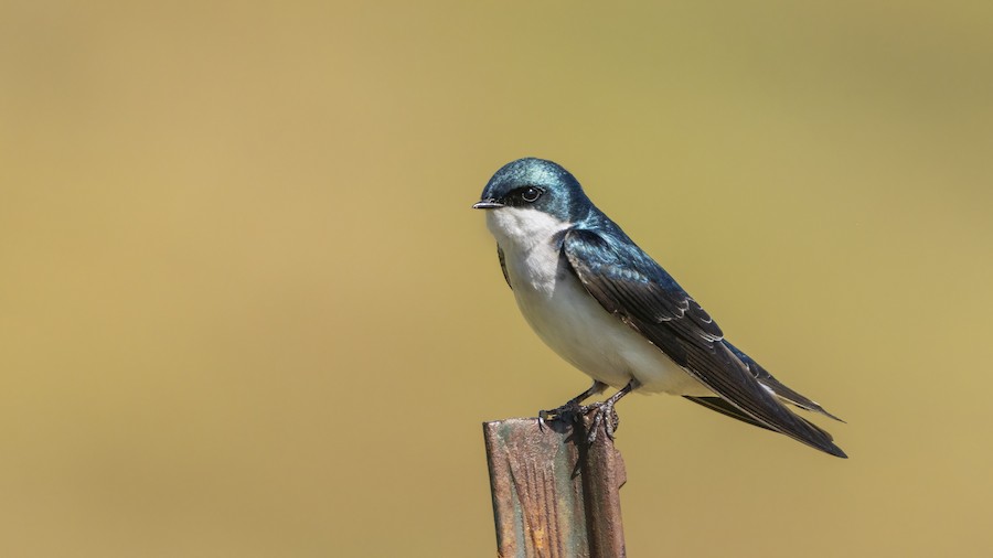 Tree Swallow