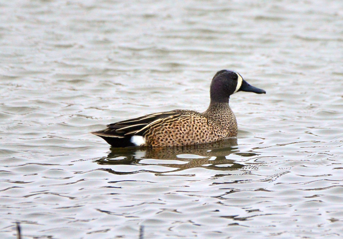 Blue-winged Teal - ML432979631