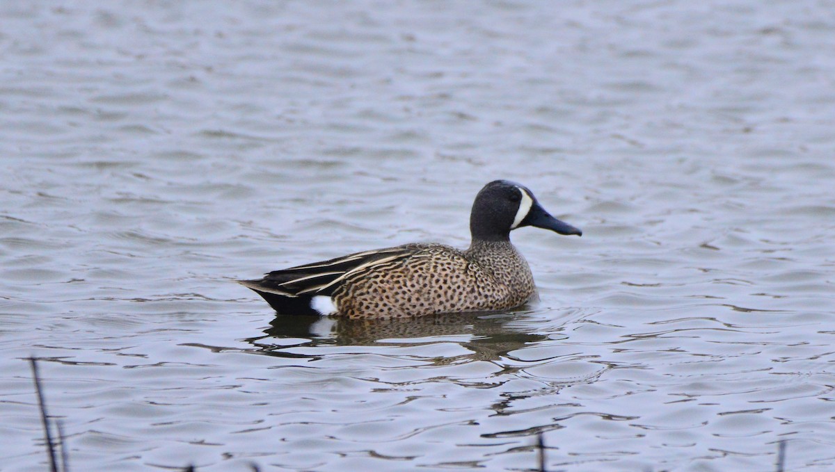 Blue-winged Teal - ML432979931