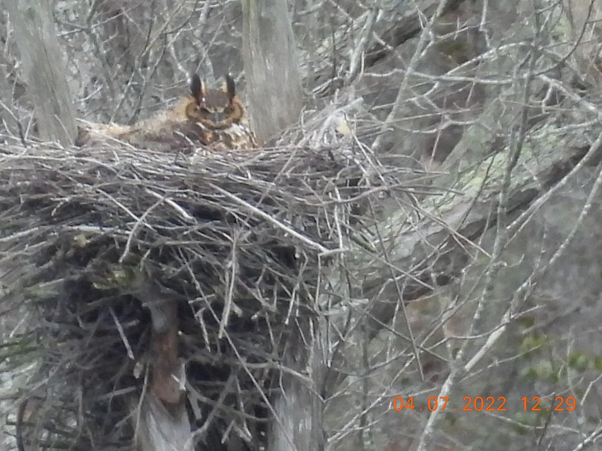 Great Horned Owl - ML432983101