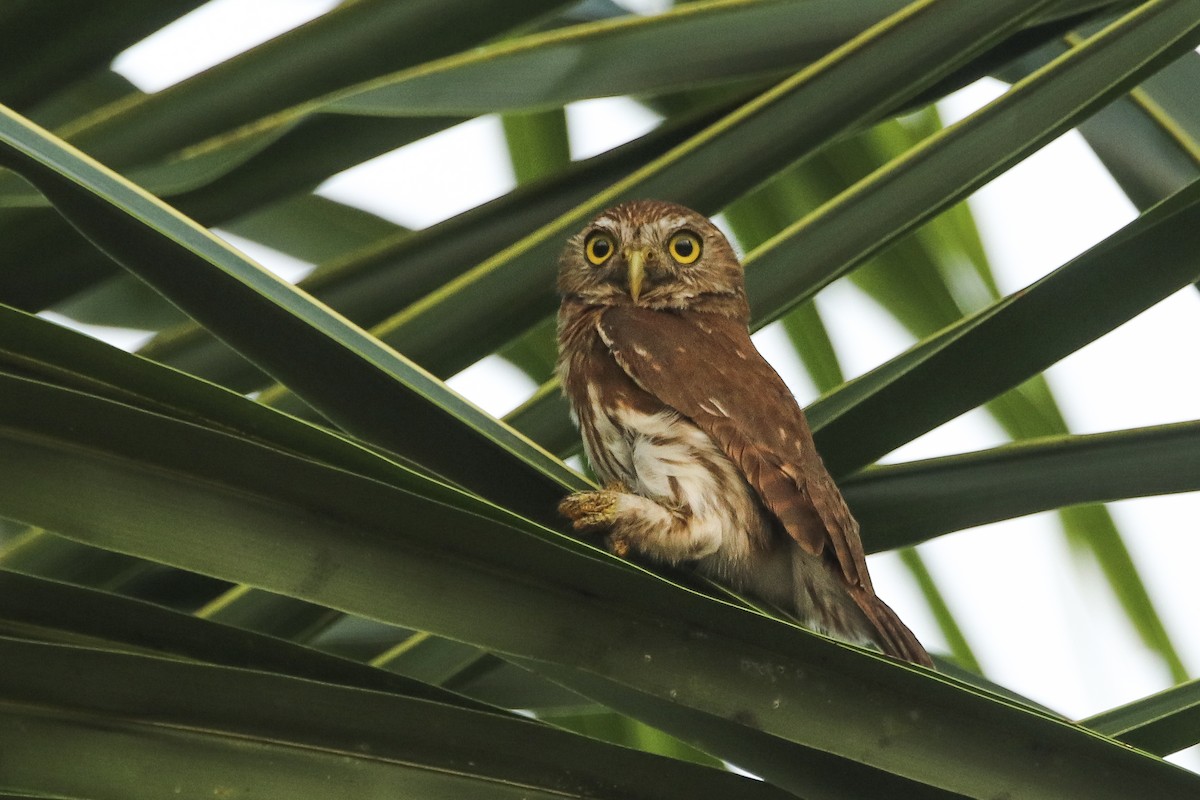 Ferruginous Pygmy-Owl - Jefferson Shank
