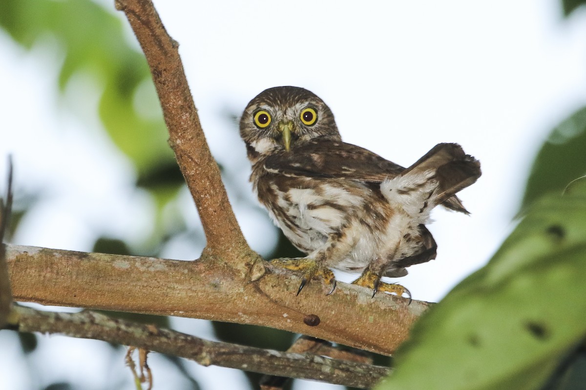Ferruginous Pygmy-Owl - Jefferson Shank