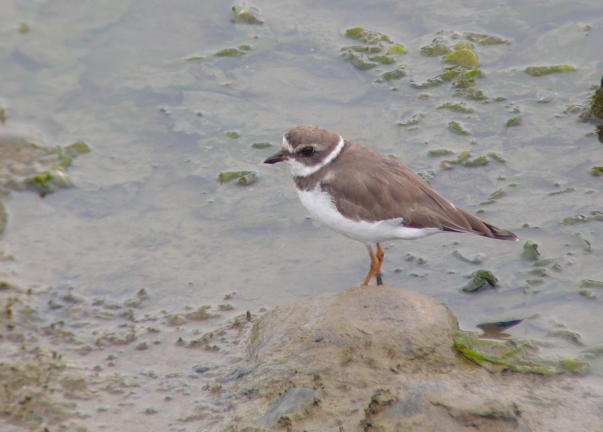 Semipalmated Plover - ML43299691