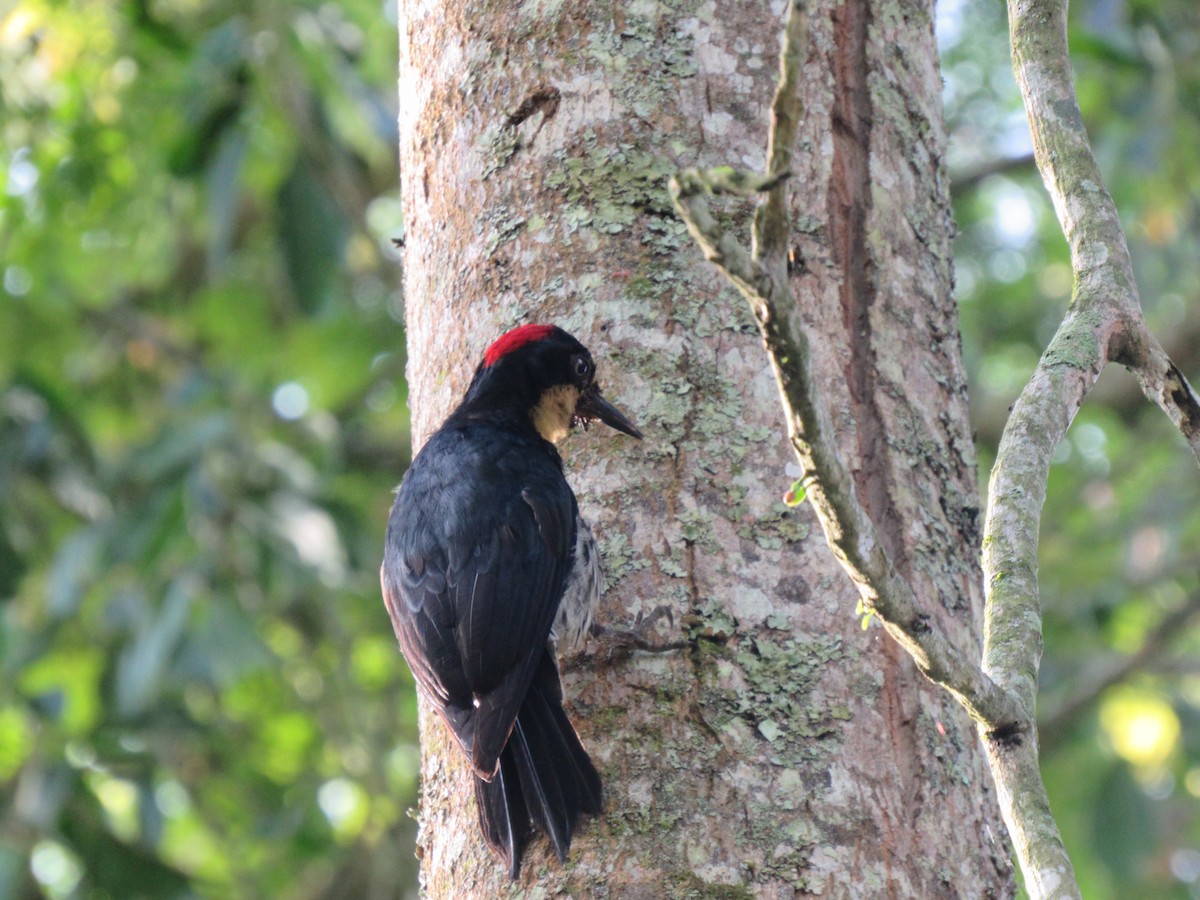 Acorn Woodpecker - Anamaría Bastidas