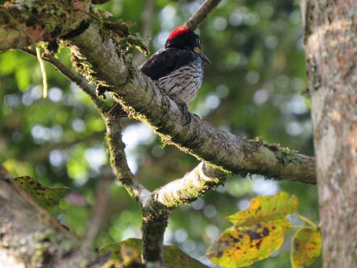 Acorn Woodpecker - ML433002151