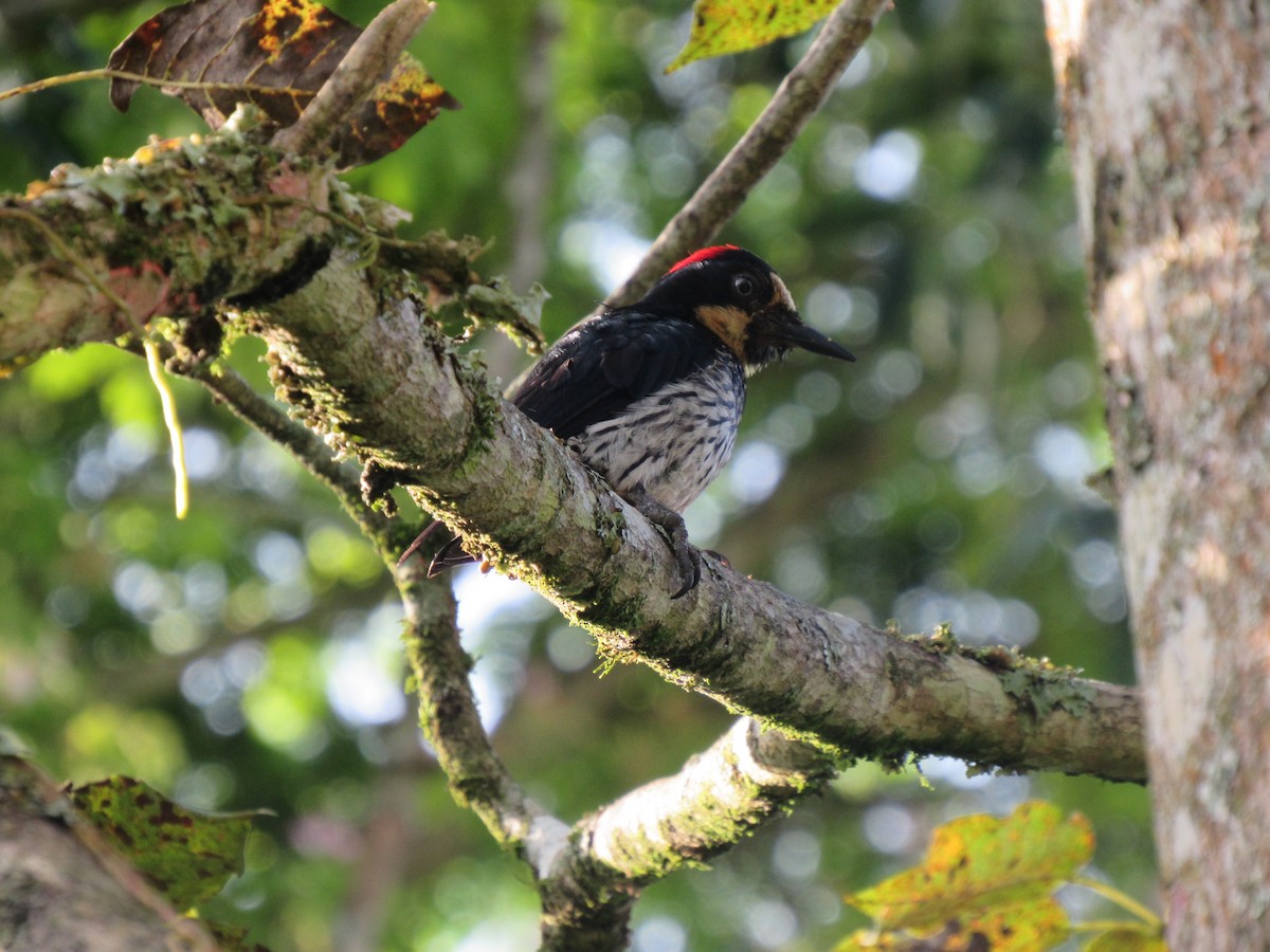 Acorn Woodpecker - Anamaría Bastidas