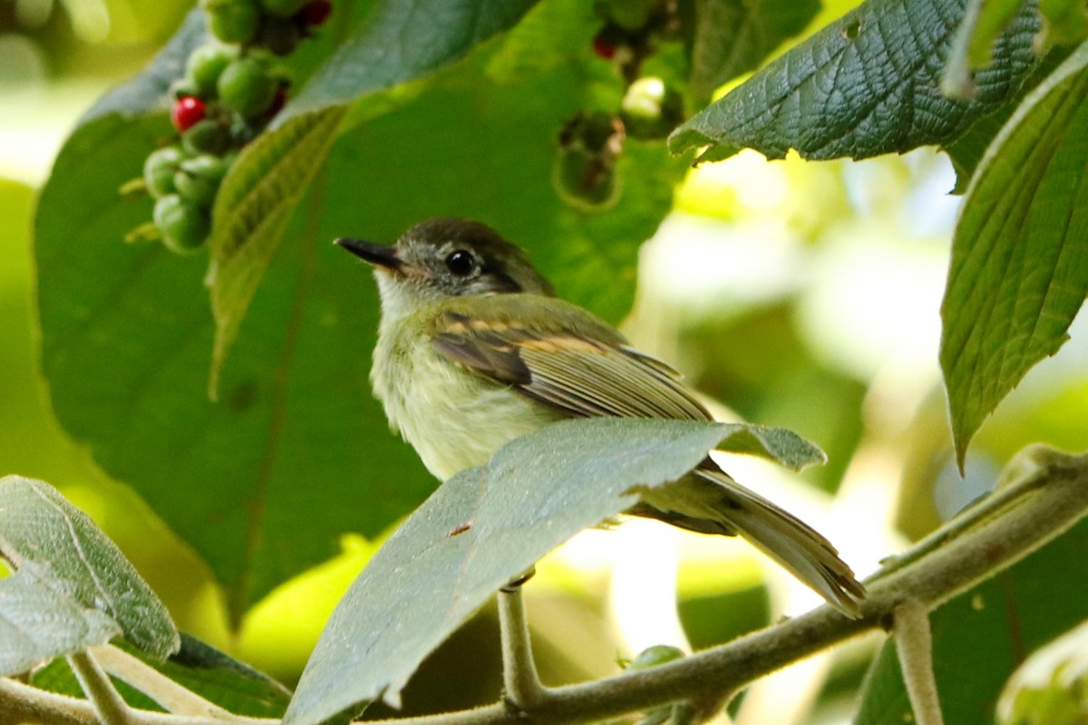 Sepia-capped Flycatcher - ML433003201