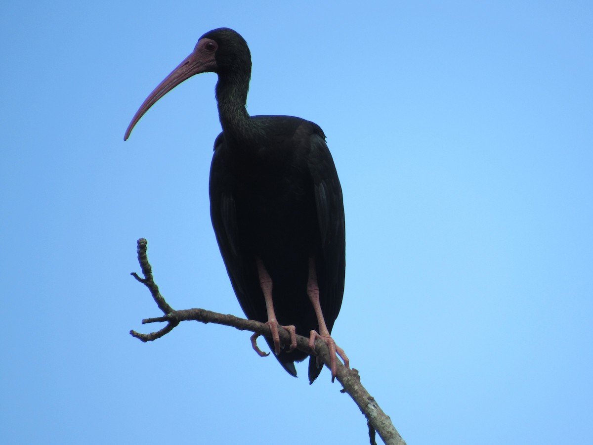 ibis tmavý - ML433005711