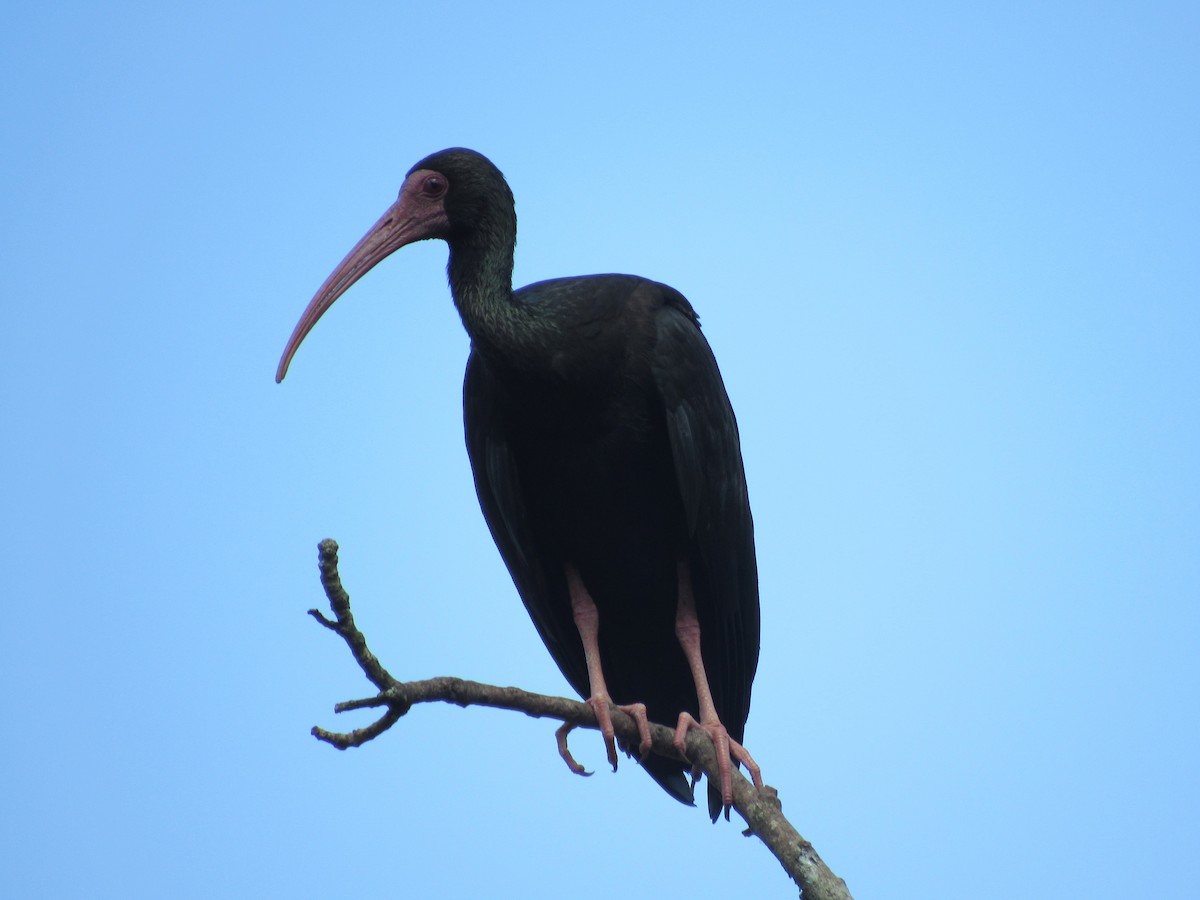 ibis tmavý - ML433005931