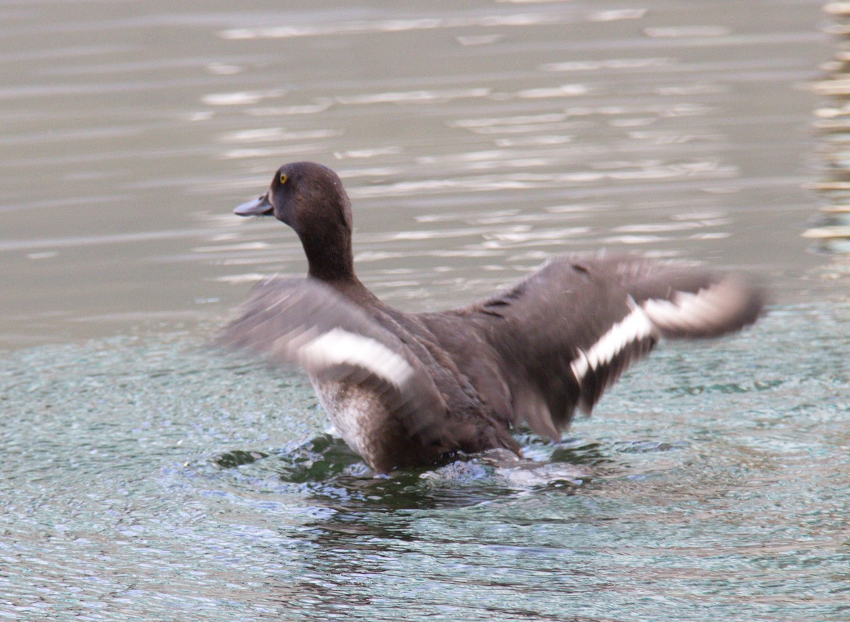 Tufted Duck - ML43300641