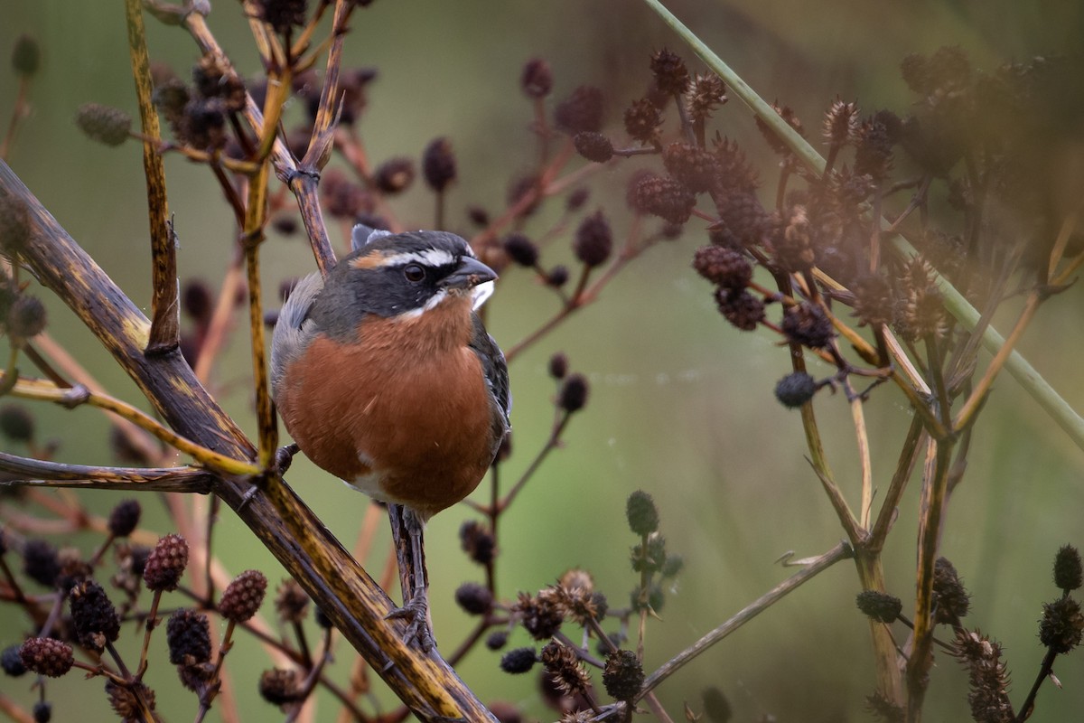 Black-and-rufous Warbling Finch - ML433012391