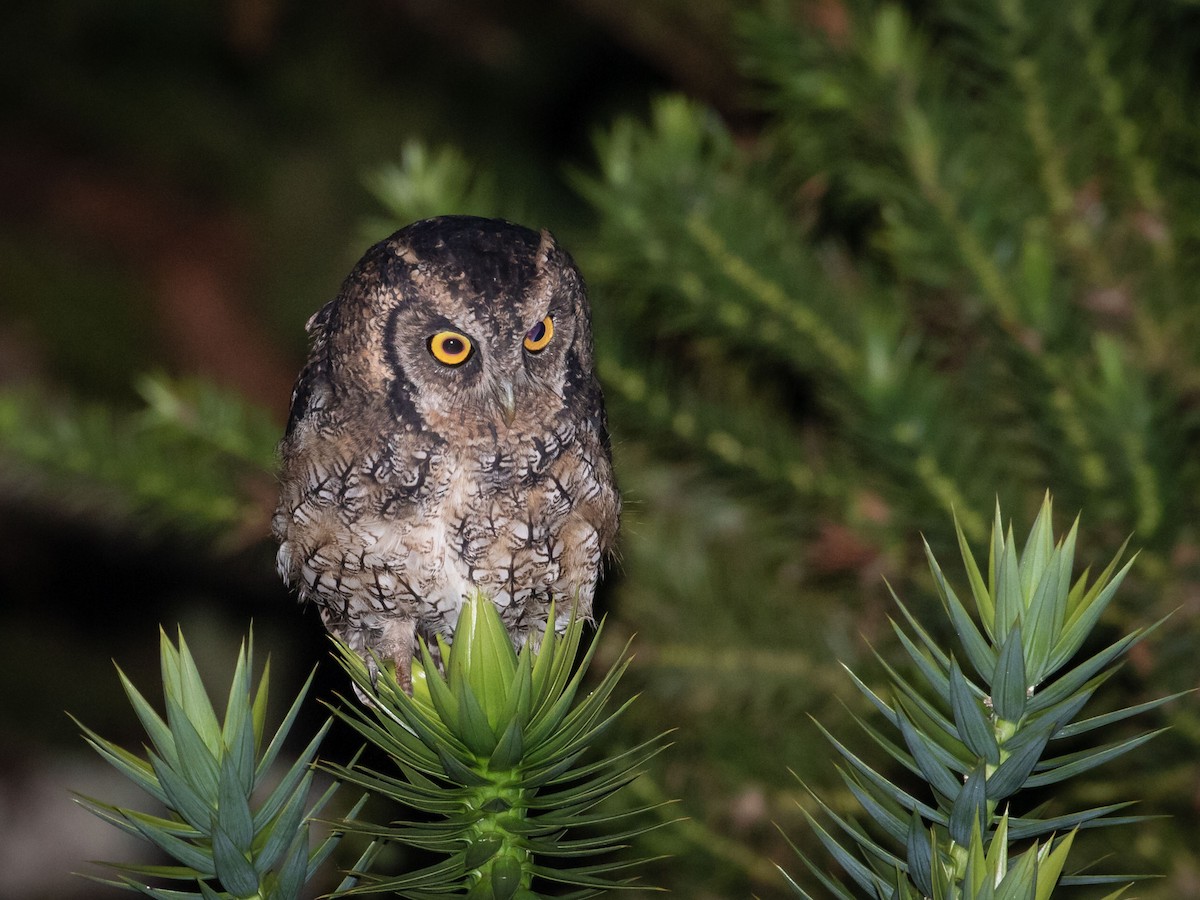 Long-tufted Screech-Owl - Eden Fontes
