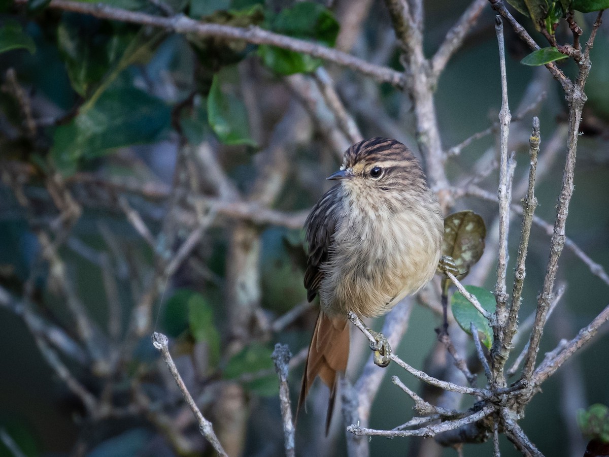 Striolated Tit-Spinetail - ML433014951