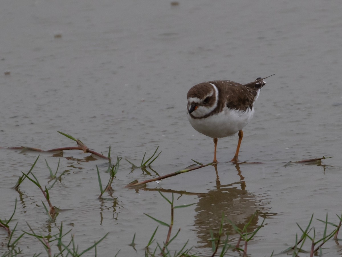 Semipalmated Plover - Eden Fontes