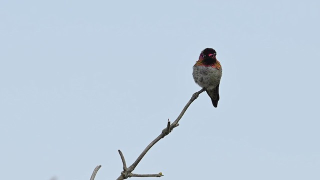 Anna's Hummingbird - ML433018531