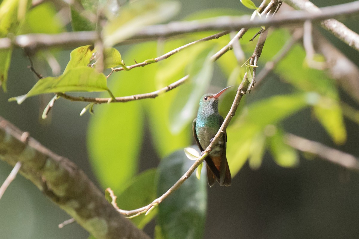 Rufous-tailed Hummingbird - ML43302061