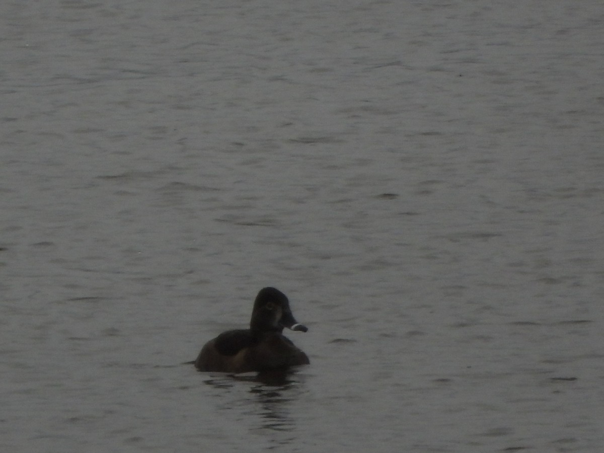 Ring-necked Duck - ML433023711