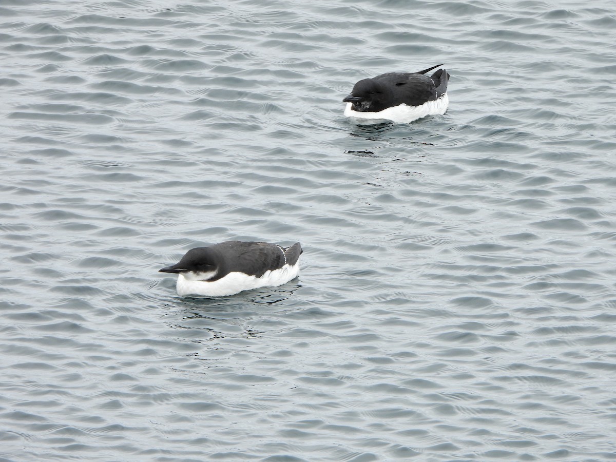 Thick-billed Murre - ML433024281