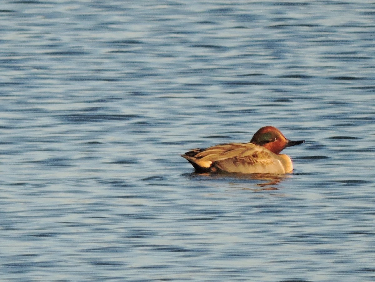 Green-winged Teal - ML43302611