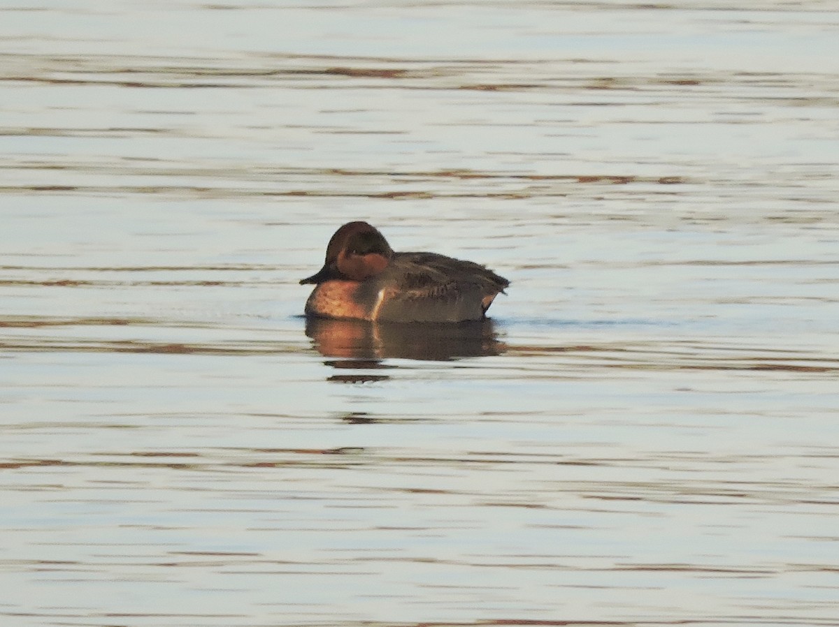 Green-winged Teal - ML43302621