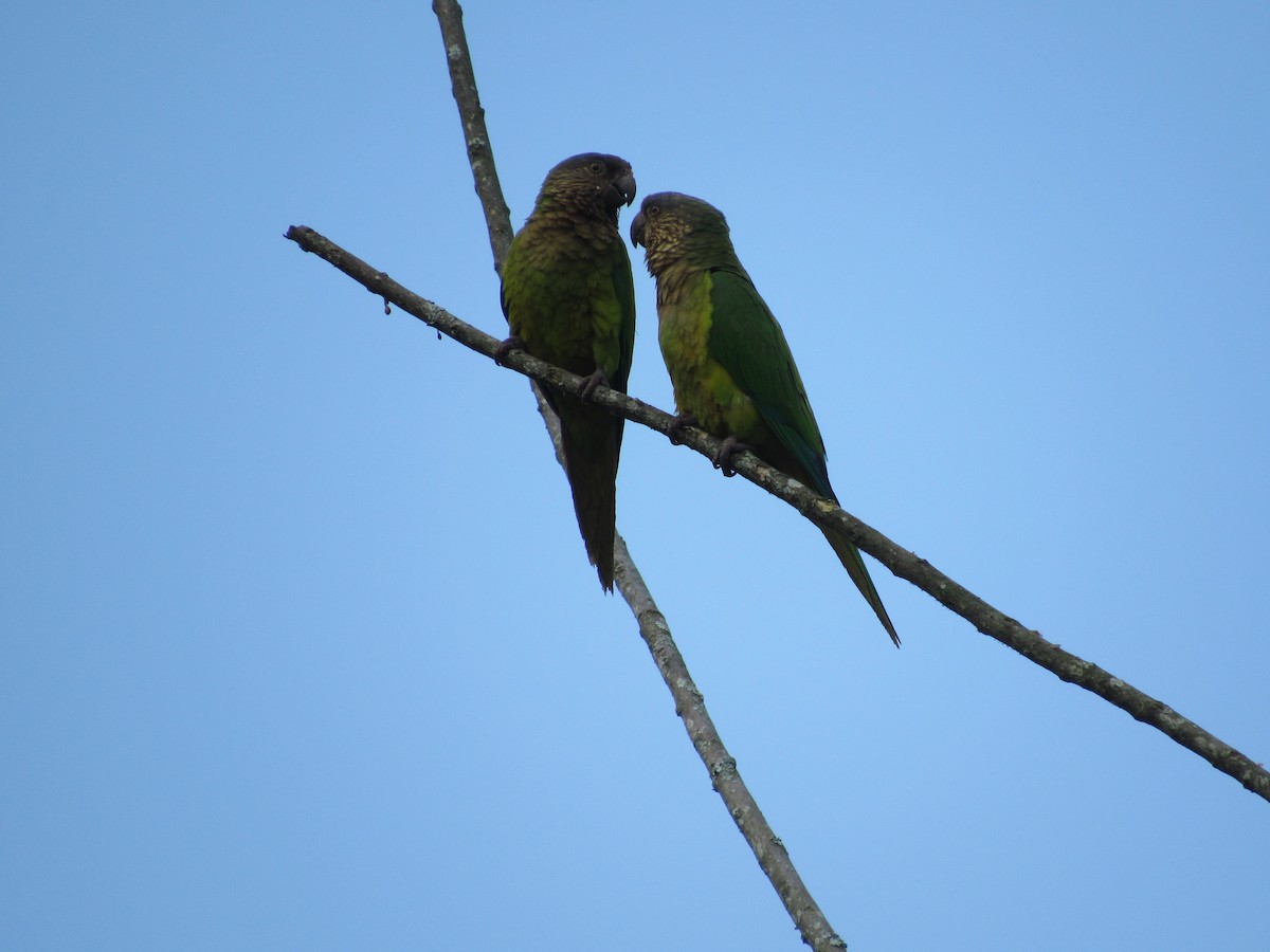 Brown-throated Parakeet - Anamaría Bastidas