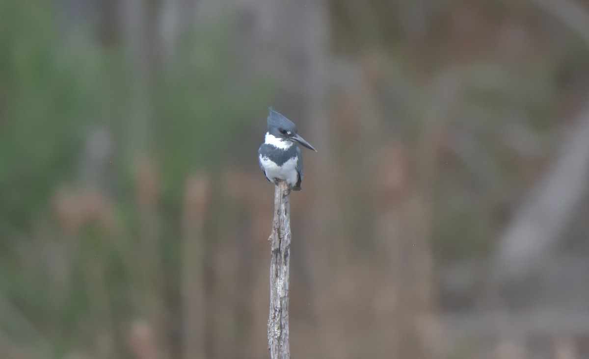 Belted Kingfisher - ML433027971