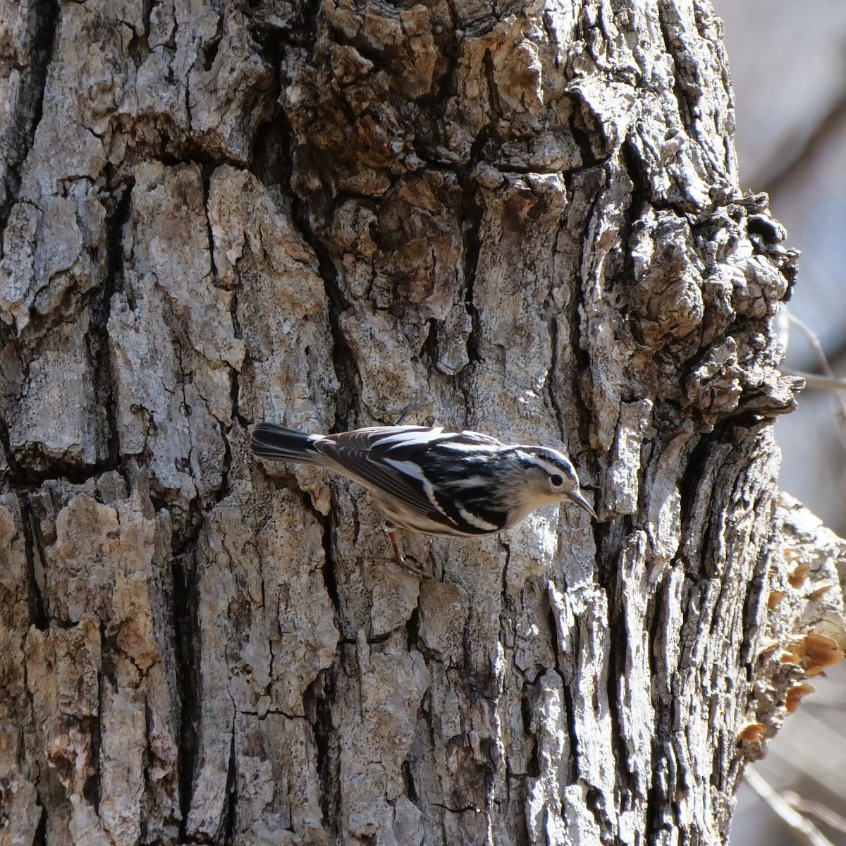 Black-and-white Warbler - ML433031051