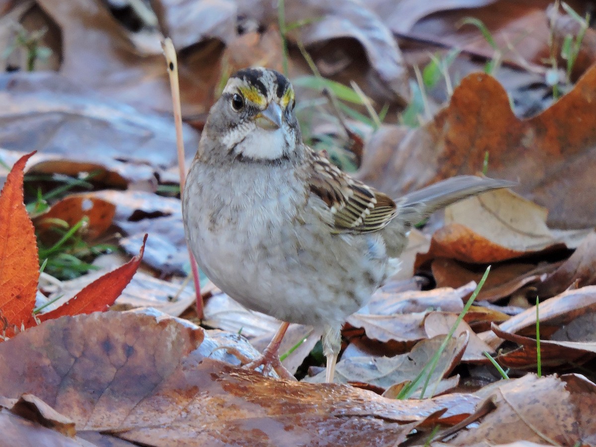 White-throated Sparrow - ML43303211