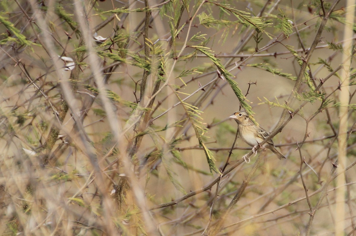 Grasshopper Sparrow - ML43303221