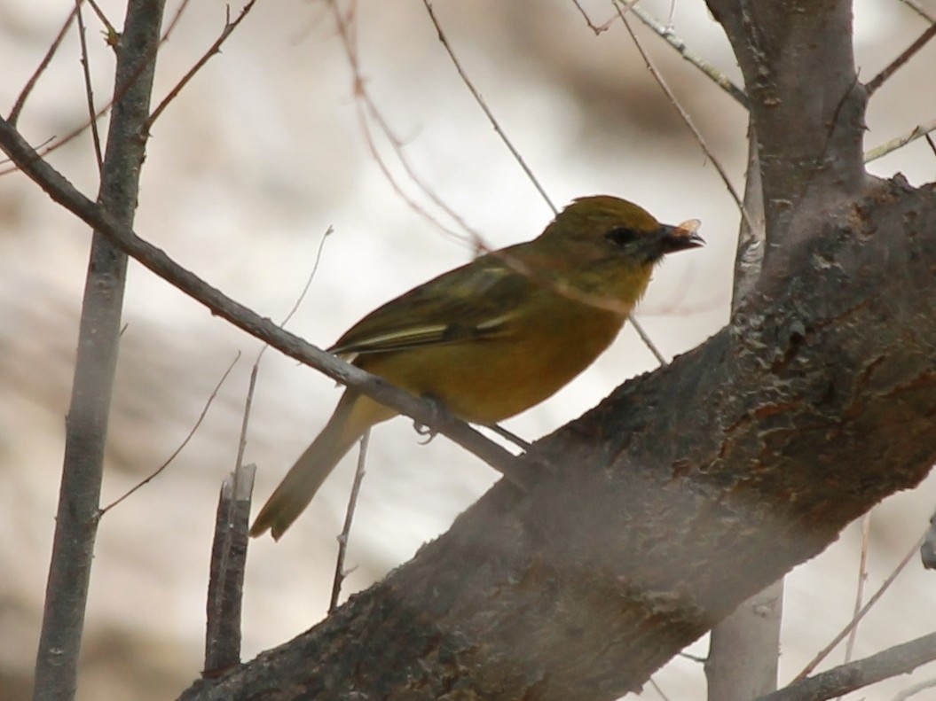 Hepatic Tanager (Highland) - ML43303711