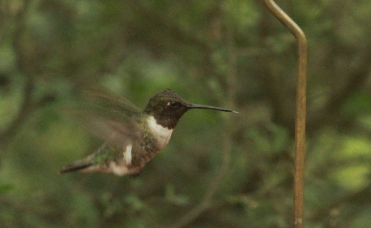 Black-chinned Hummingbird - Laura Paulson