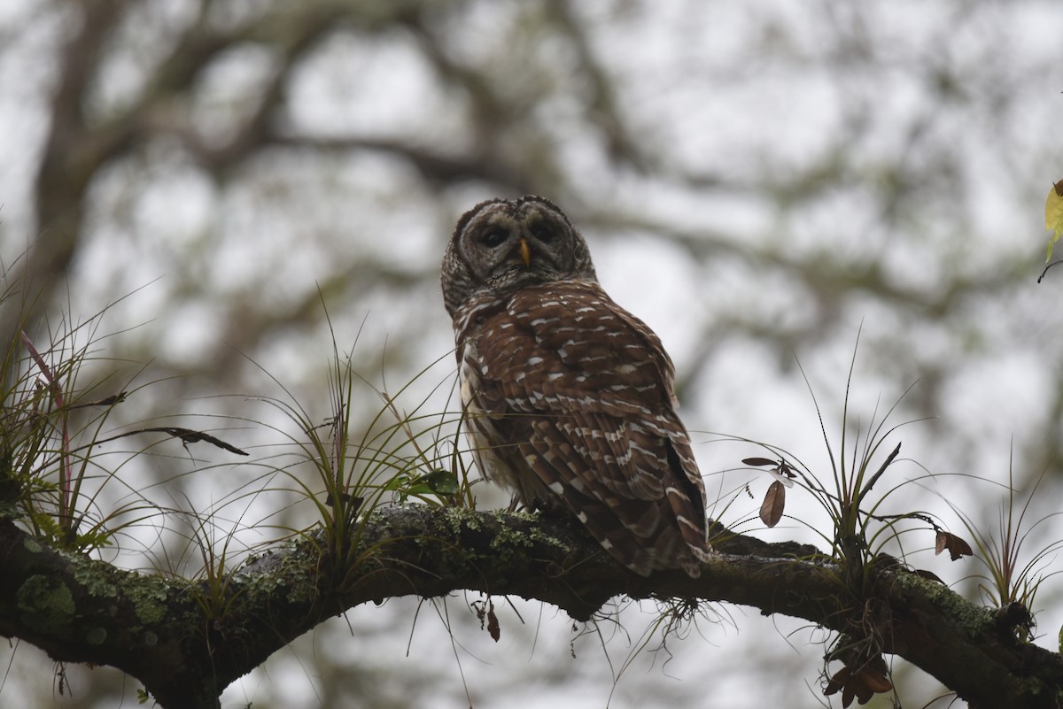 eBird Checklist 7 Apr 2022 Dunedin Hammock City Park 36 species