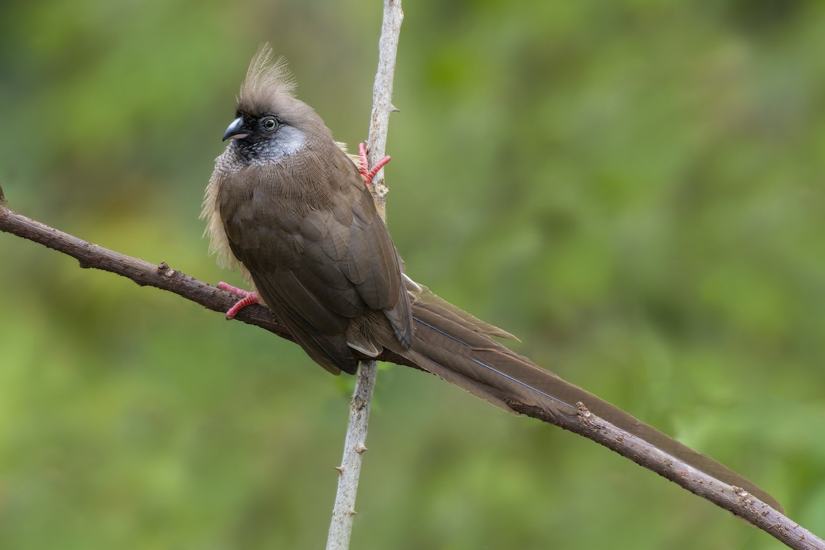 Speckled Mousebird - Jeff Maw