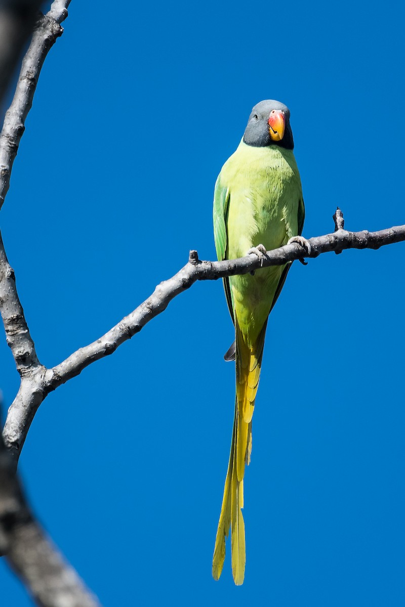 Slaty-headed Parakeet - Robert Clark