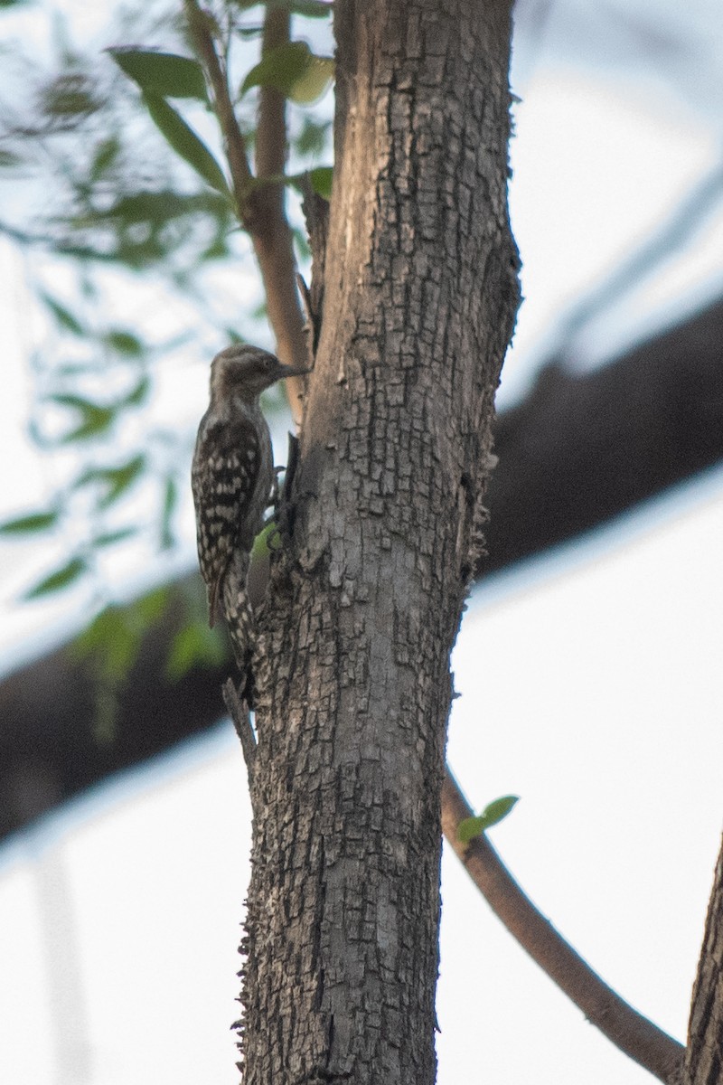 Brown-capped Pygmy Woodpecker - ML433049861