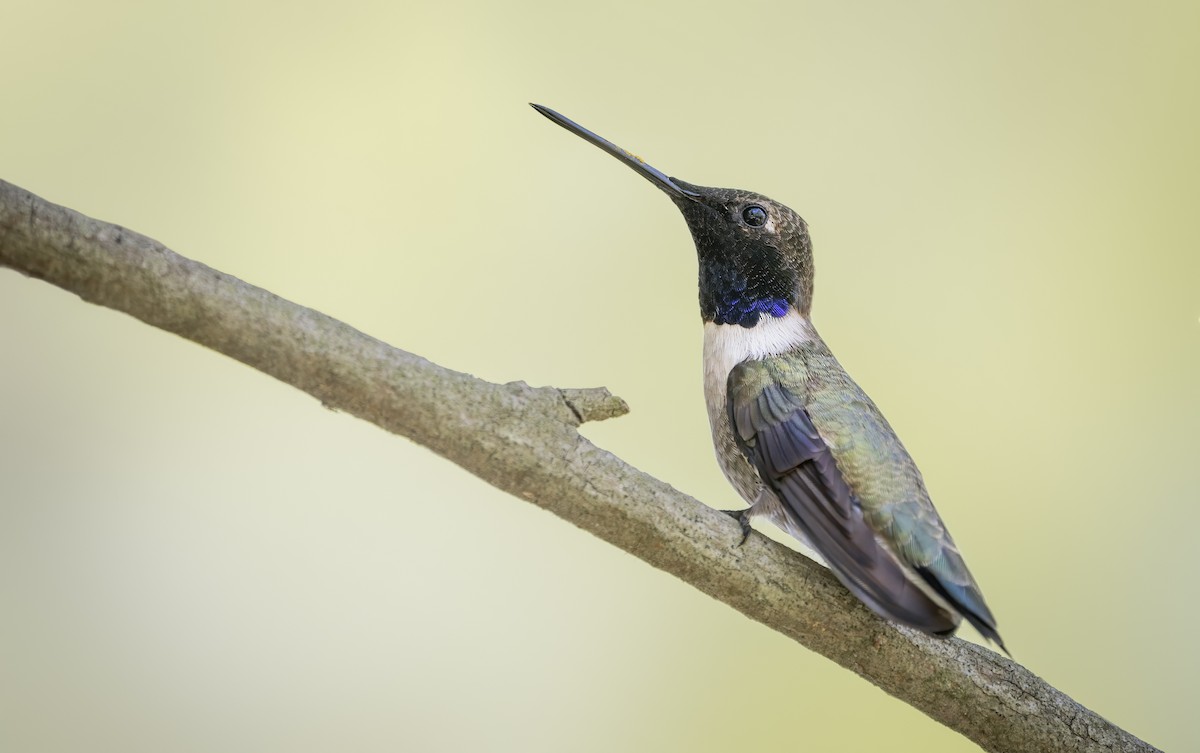 Black-chinned Hummingbird - ML433051521