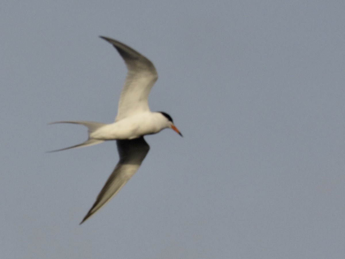 Forster's Tern - Curtis Dykstra