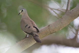  - Black-billed Wood-Dove