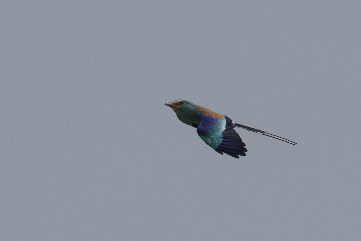 Abyssinian Roller - Chris Wood
