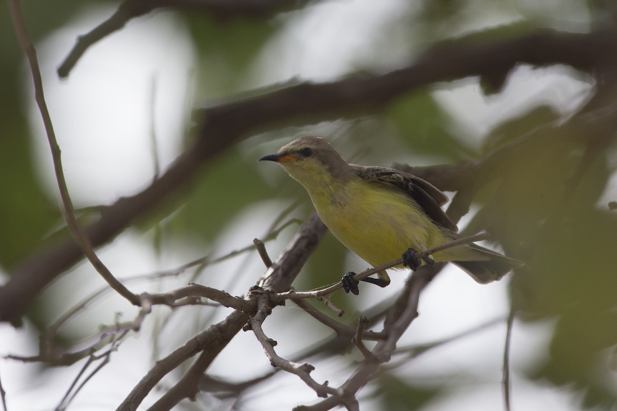Pygmy Sunbird - Chris Wood