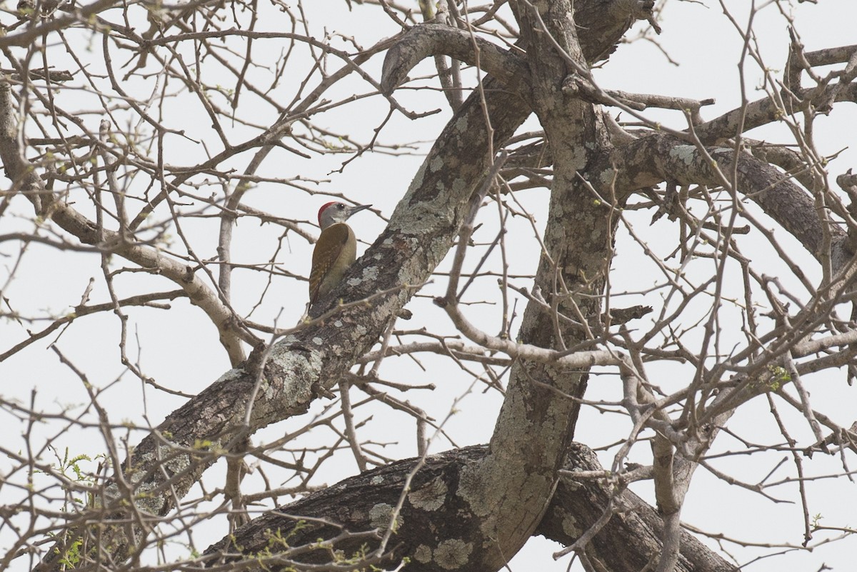 African Gray Woodpecker - Chris Wood