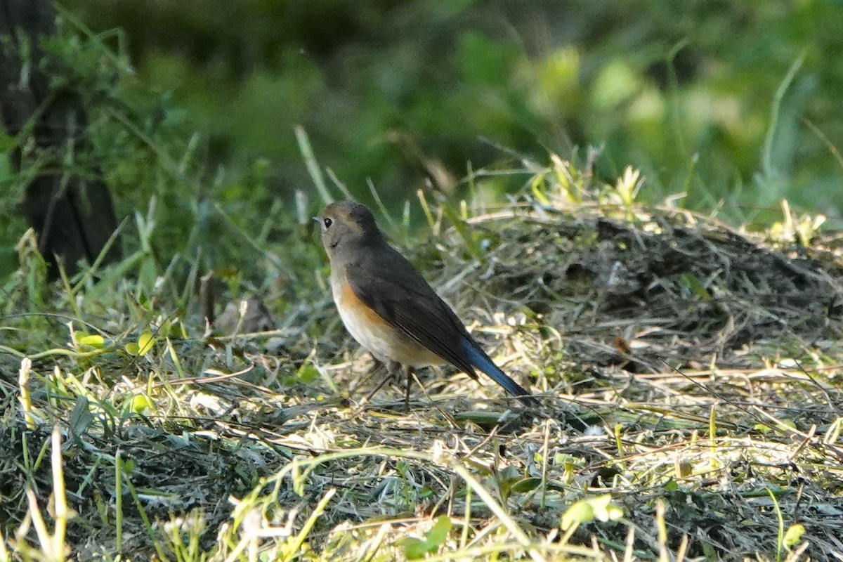Red-flanked Bluetail - ML433060831