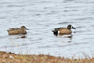 Blue-winged Teal, ML433062371