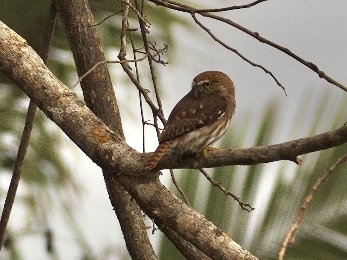 Ferruginous Pygmy-Owl - ML433066321