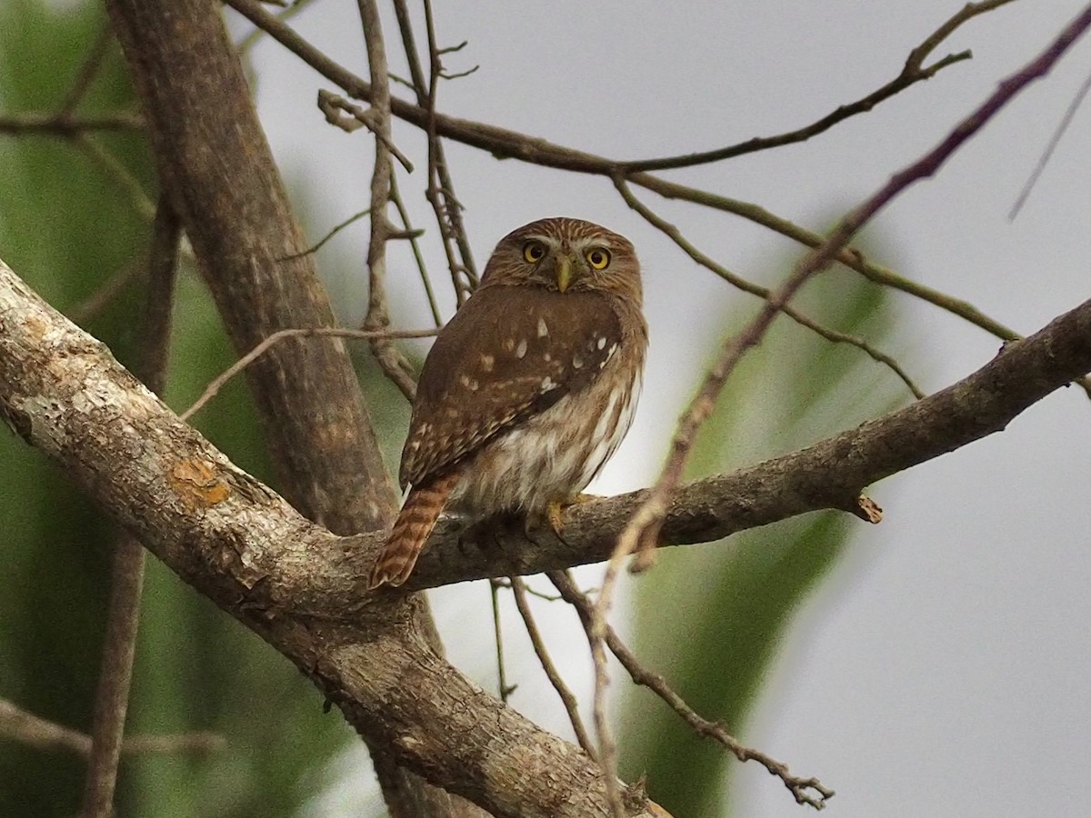 Ferruginous Pygmy-Owl - ML433066331