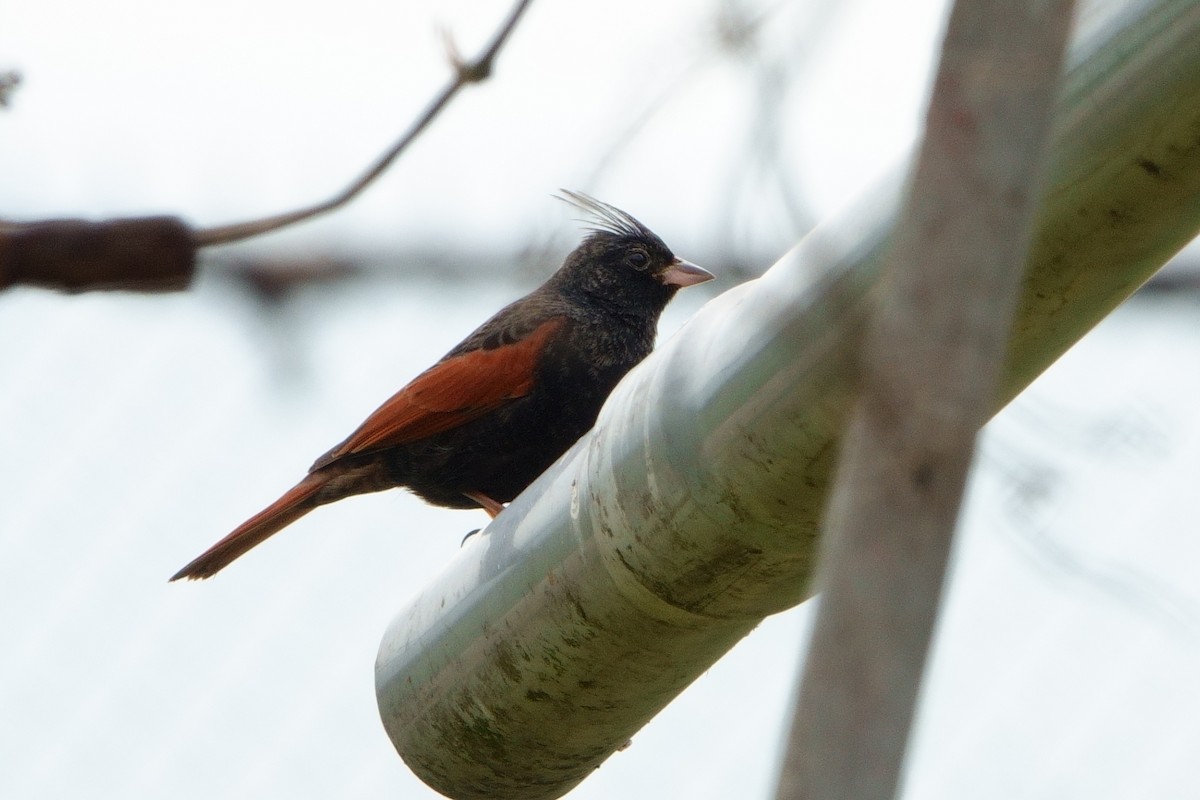 Crested Bunting - ML433066361