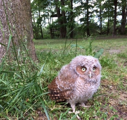 baby eastern screech owl