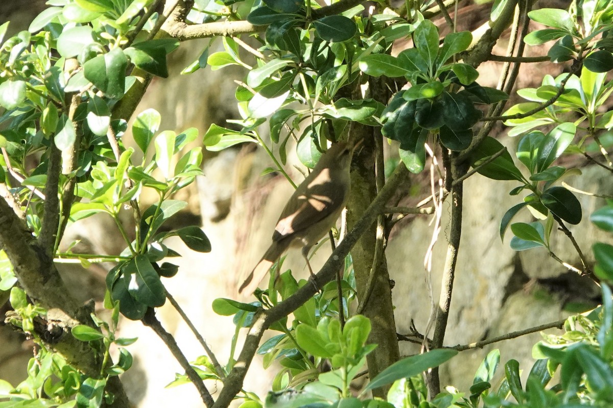 Manchurian Bush Warbler - ST Chien